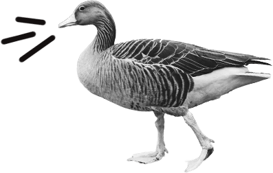 Duik in taal! Vlaams Talenplatform Eend Badeend