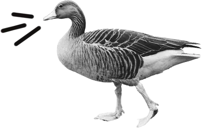 Duik in taal! Vlaams Talenplatform Eend Badeend